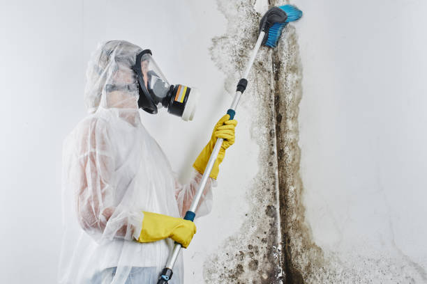 Best Certified Mold Removal  in Perry, GA