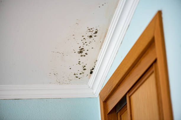 Attic Mold Removal in Perry, GA