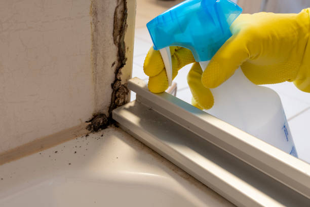 Best Mold Cleaning Services  in Perry, GA