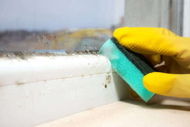 Best Residential Mold Removal  in Perry, GA