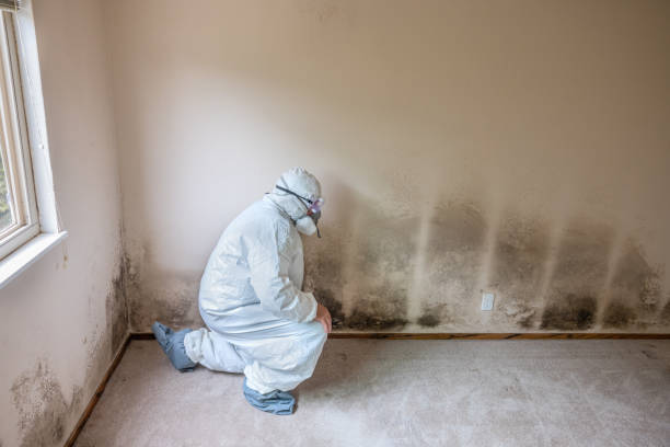 Best Certified Mold Removal  in Perry, GA