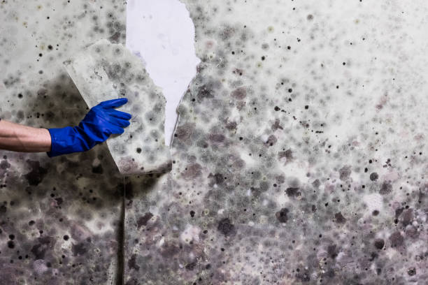 Best Professional Mold Removal  in Perry, GA