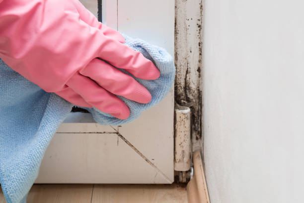 Best Attic Mold Removal  in Perry, GA