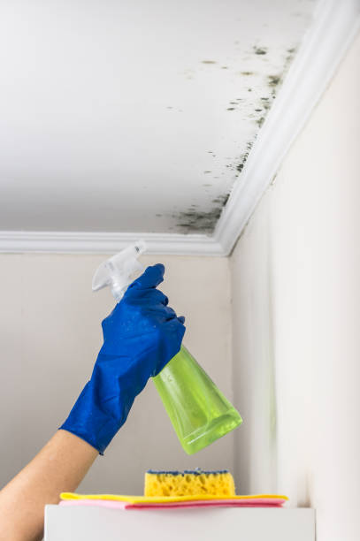 Best Commercial Mold Removal  in Perry, GA