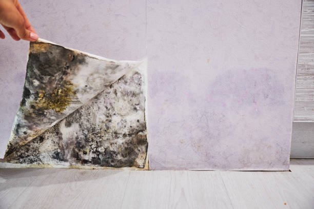 Trusted Perry, GA Mold Removal Experts